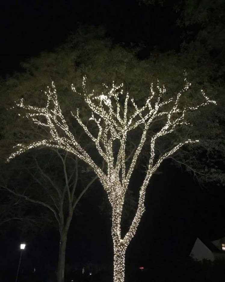 Tree Lighting Christmas lights