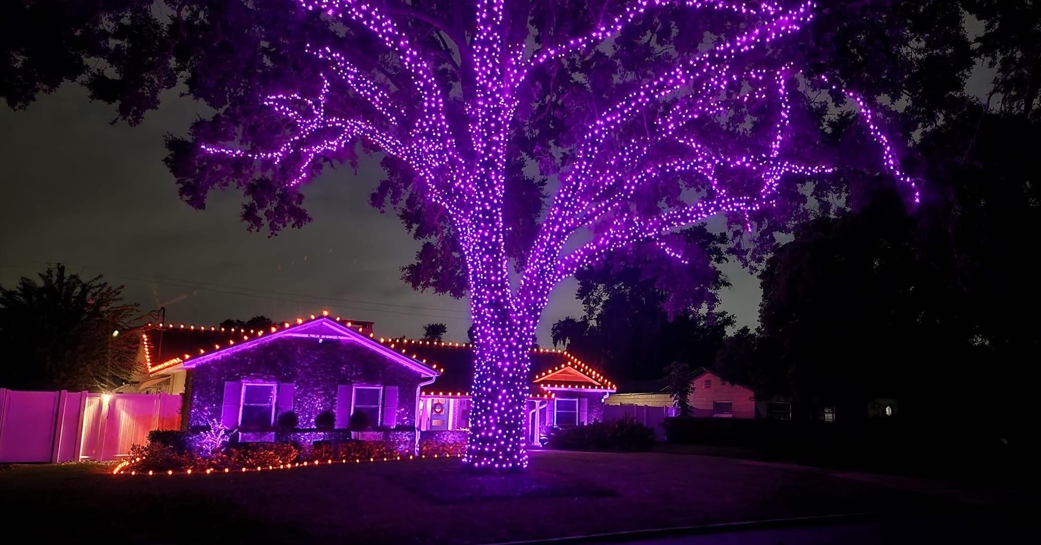 Purple Christmas lights